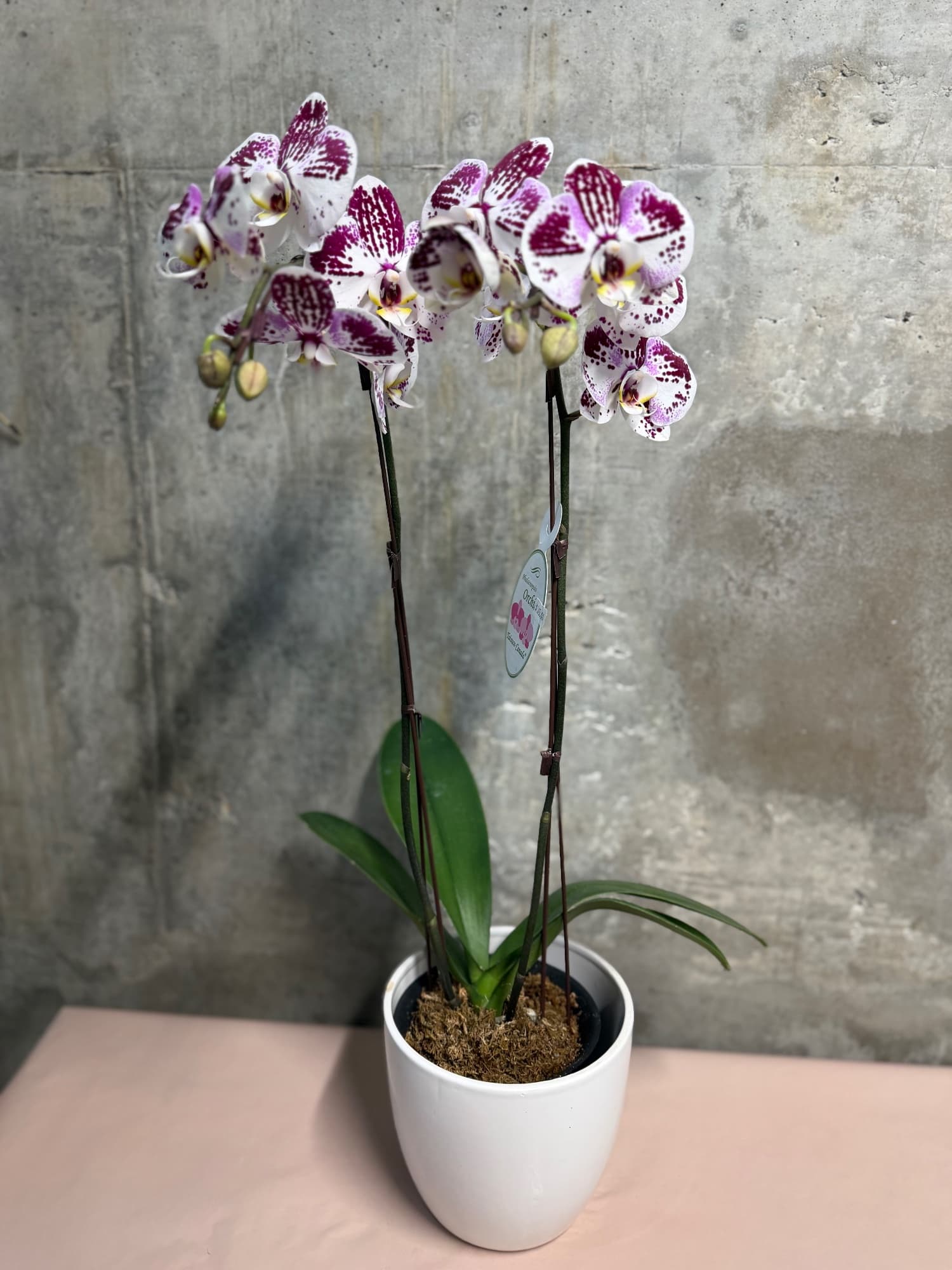 Purple & White Potted Orchid