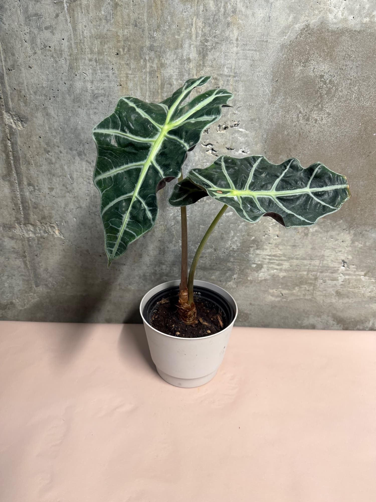 Alocasia in Decorative Pot