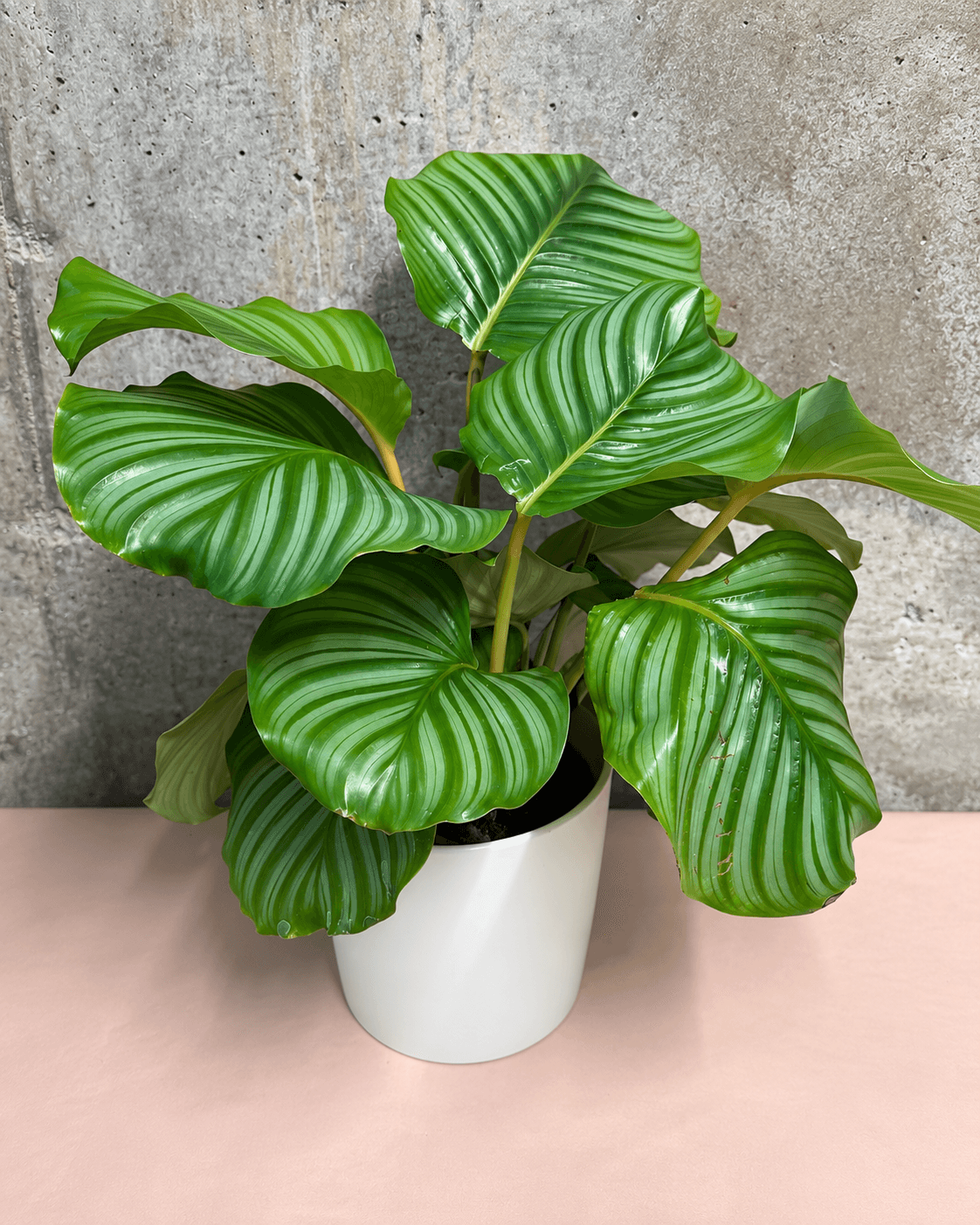 Calathea Orbifolia in Ceramic Pot
