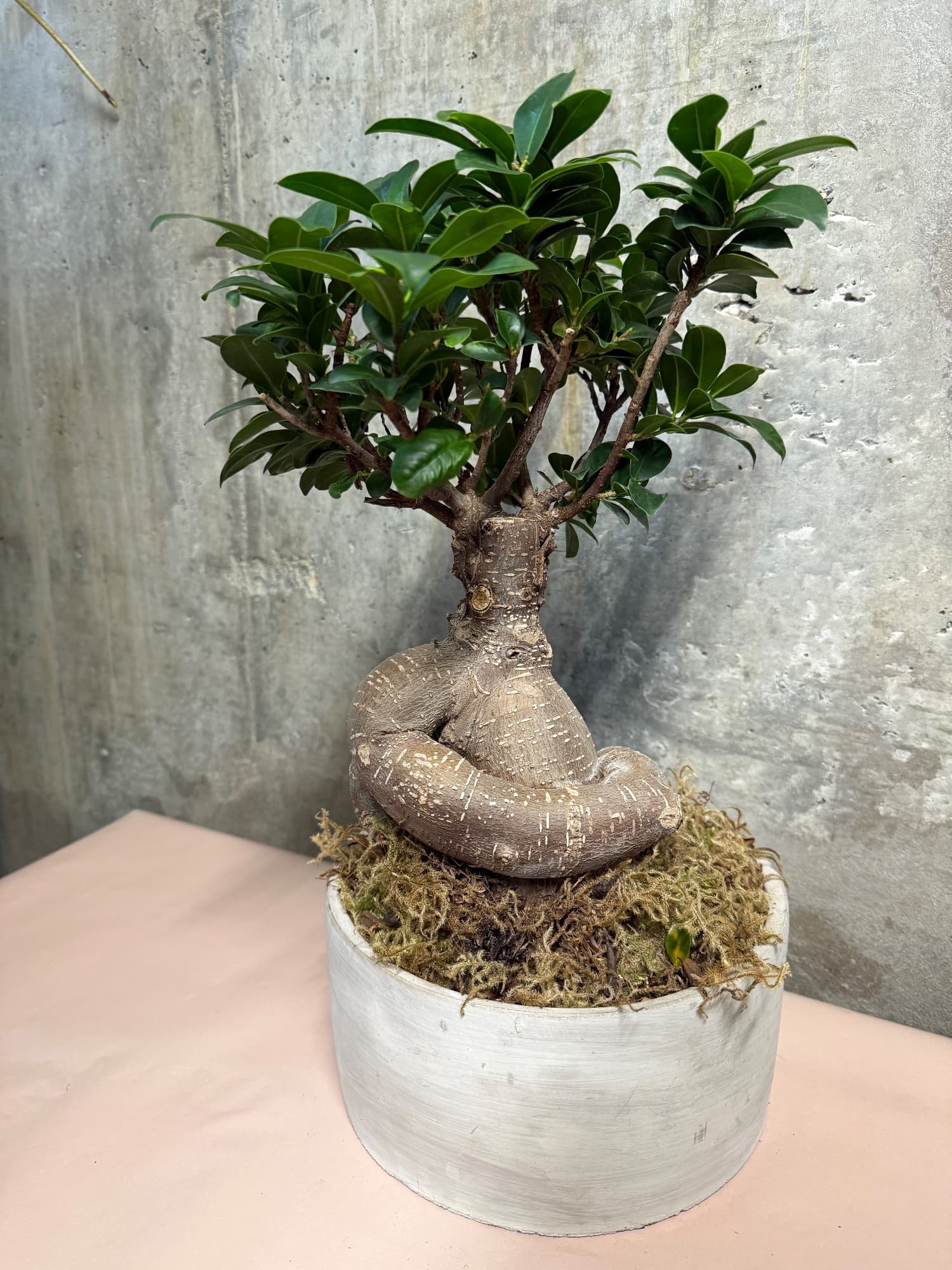 Ginseng Ficus Bonsai in Decorative Pot