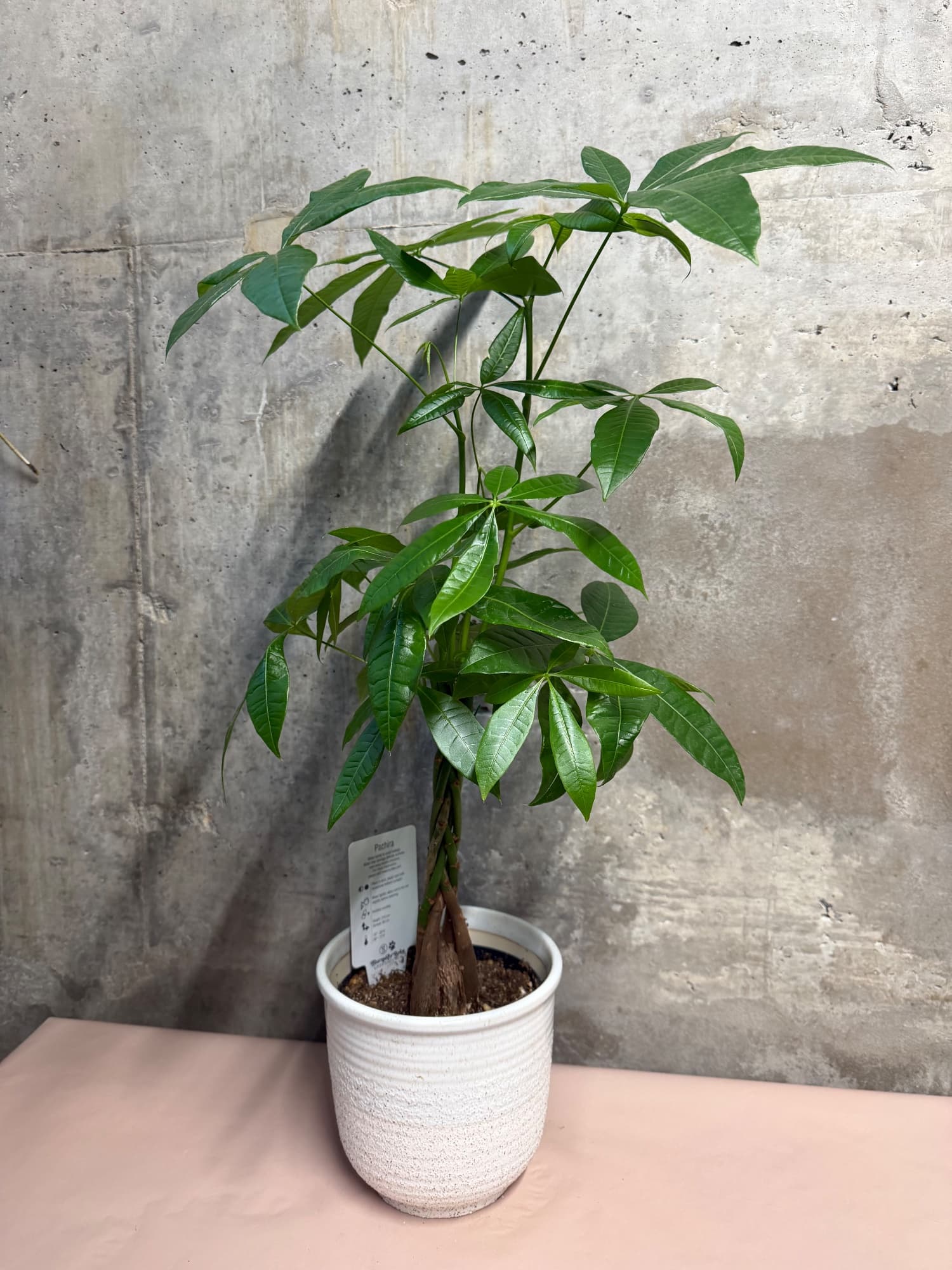Braided Money Tree in Ceramic Pot