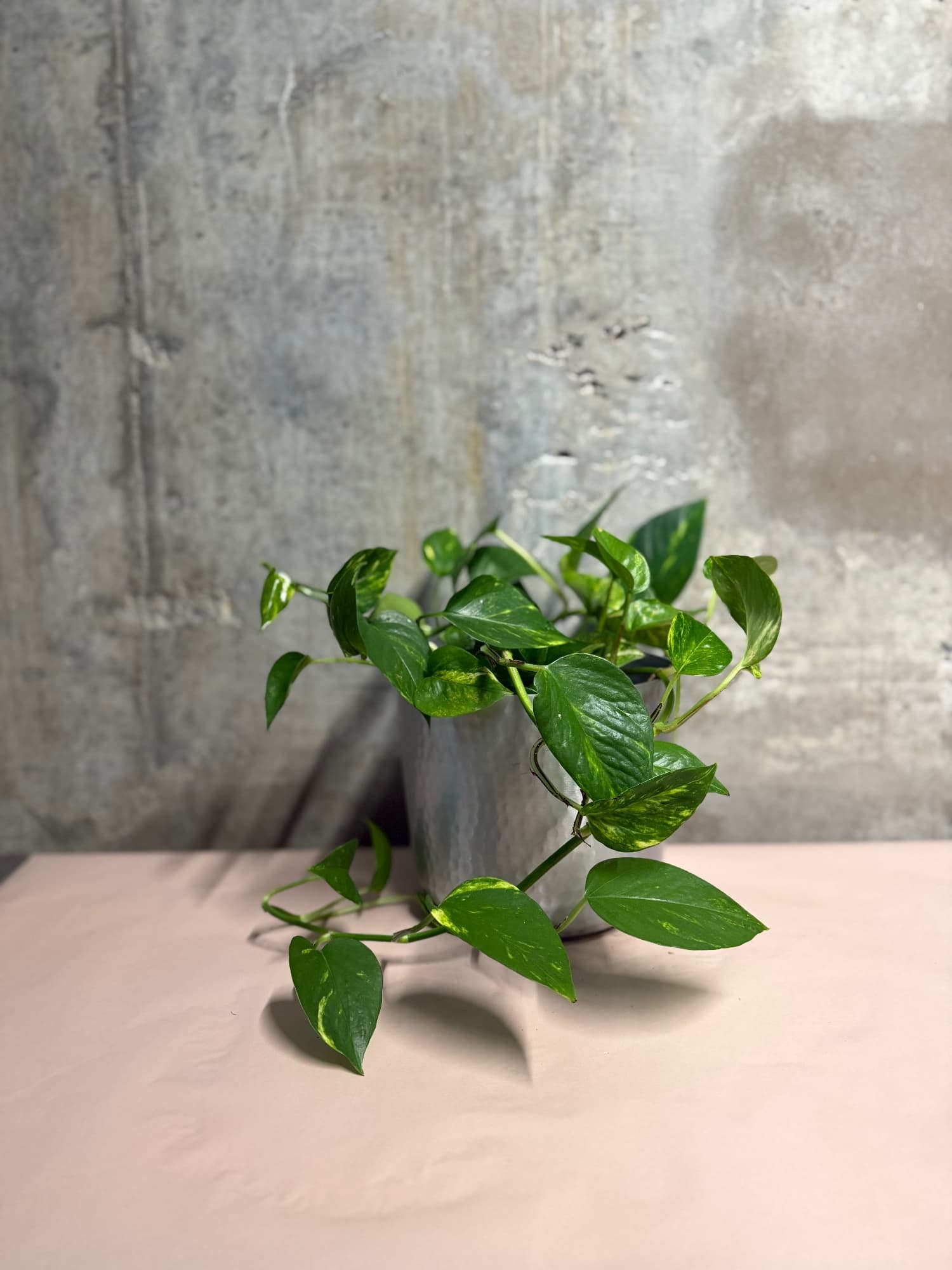 Golden Pothos in Decorative Pot