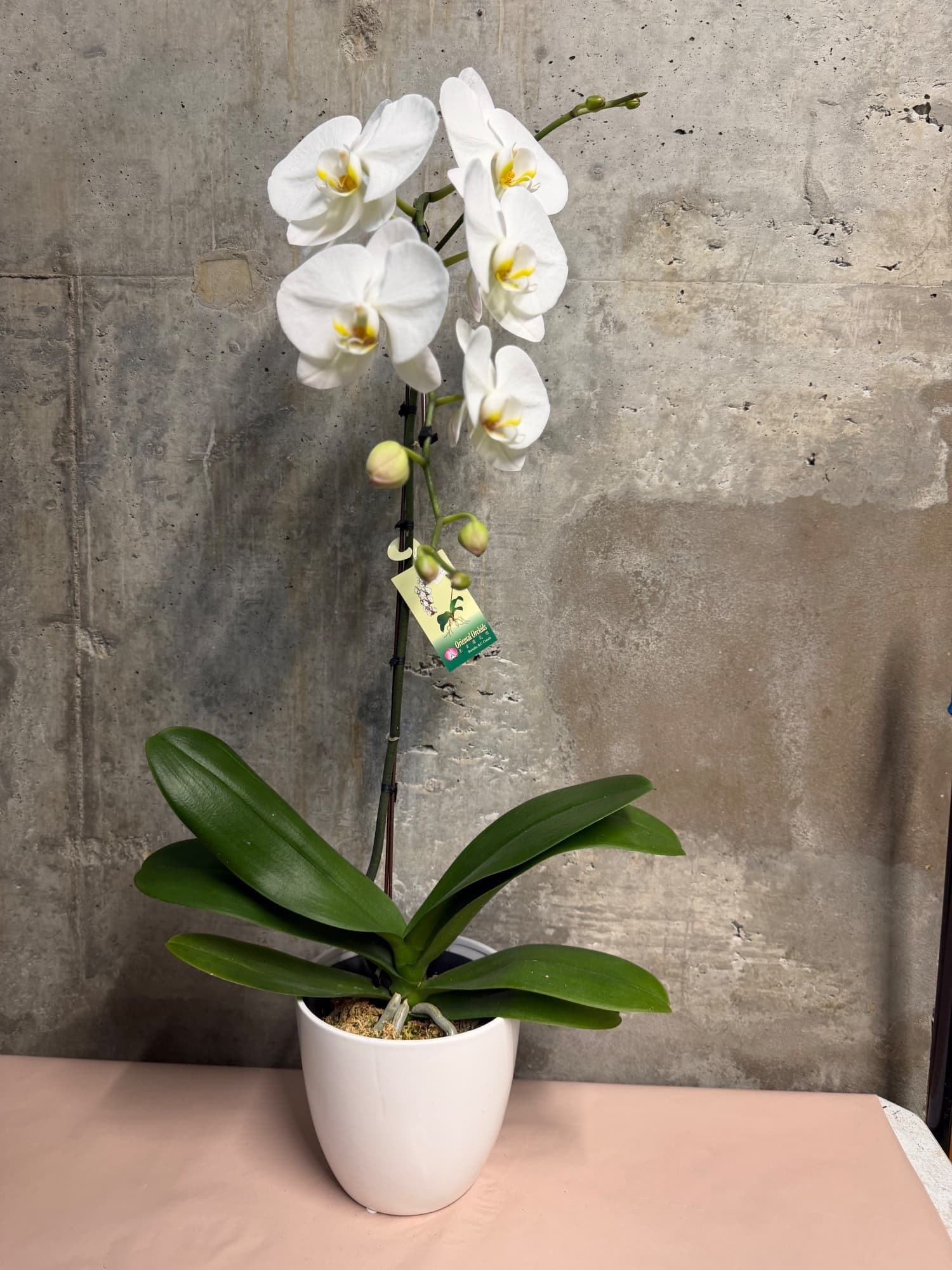 White Orchid in Ceramic Pot