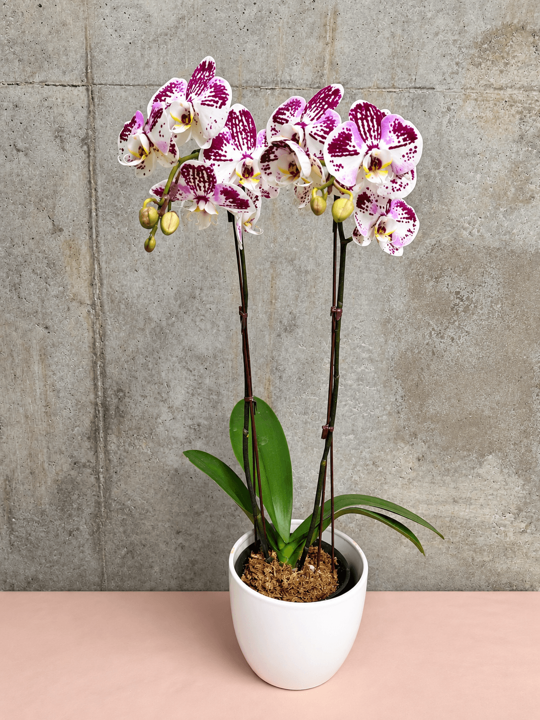Purple & White Double-Stem Orchid